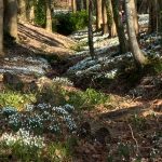 Imbolc