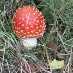 Autumn Equinox